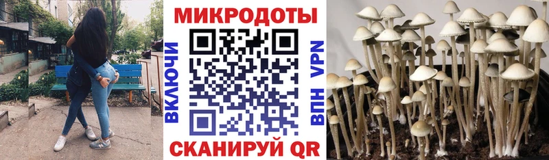 где продают наркотики  Кингисепп  Галлюциногенные грибы Psilocybine cubensis 